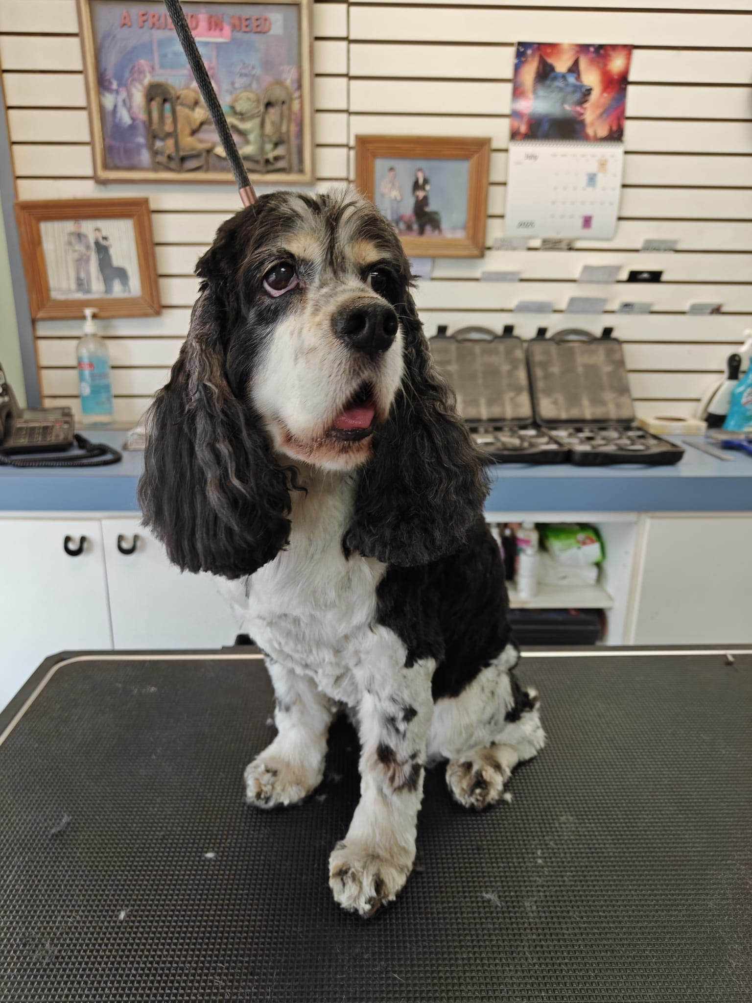 Cocker Spaniel grooming at Sander Grooming Longueuil